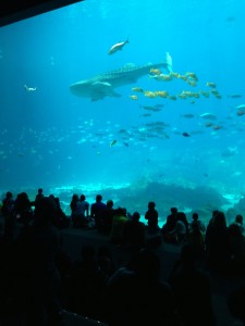 Atlanta Aquarium, Whale Shark