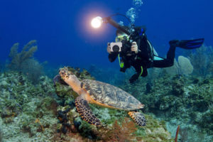 A young SCUBA diver using her underwater camera to photography a sea turtle so she can share with her friends her experiences while diving. Submitted by Michael Eversmier