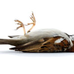 Dead Sparrow on a White Surface