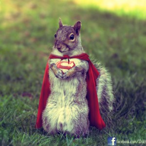 supersquirrel___the_last_squirrel_of_krypton_by_shikharsrivastava-d5c9oxb