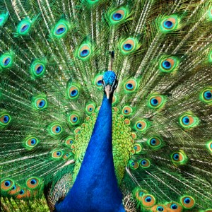 peacock