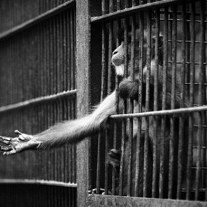 animals-in-zoos-2