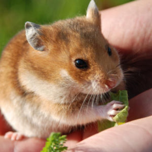 A hamster is a favourite young wild of animal of children.