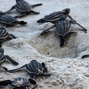 sea-turtles_kathryn-brooks