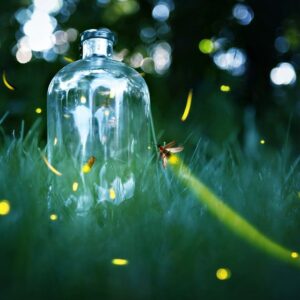 fireflies.jpg.838x0_q80