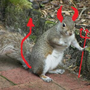 GreySquirrel3